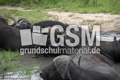 Afrikanischer Büffel (62 von 102).jpg